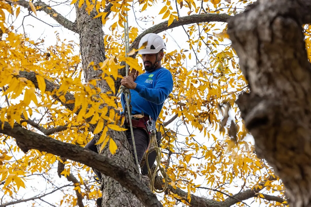 Skilled Tree Planing crew working in Manhattan